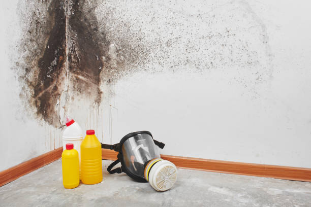 Best Industrial Mold Remediation in Pearland, TX