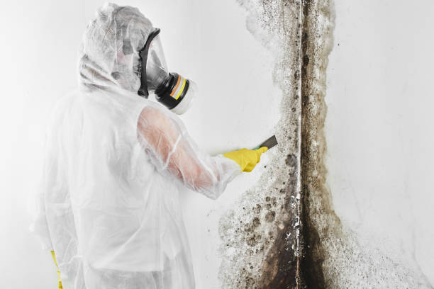 Best Bathroom Mold Remediation in Pearland, TX