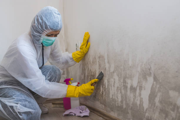 Best Crawl Space Mold Remediation in Pearland, TX