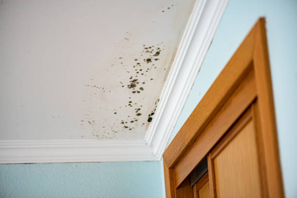 Best Emergency Mold Remediation in Pearland, TX