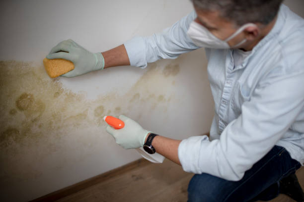 Best Health and Safety Mold Remediation in Pearland, TX