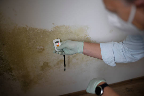 Professional Mold Remediation in Pearland, TX
