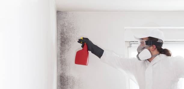 Best Basement Mold Remediation in Pearland, TX