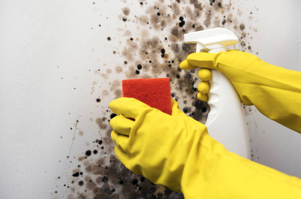 Best Black Mold Remediation in Pearland, TX