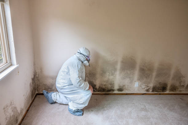 Best Localized Mold Remediation (e.g., coastal areas, humid climates) in Pearland, TX