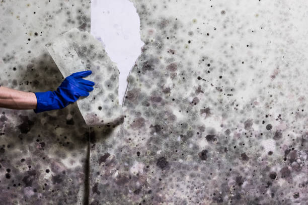 Best Insurance-Related Mold Remediation in Pearland, TX