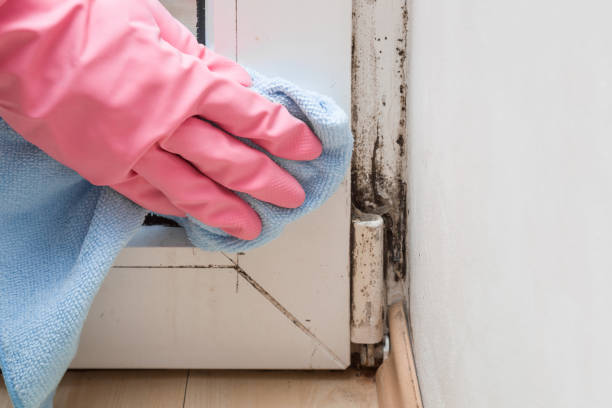 Best Mold Testing and Inspection Services in Pearland, TX