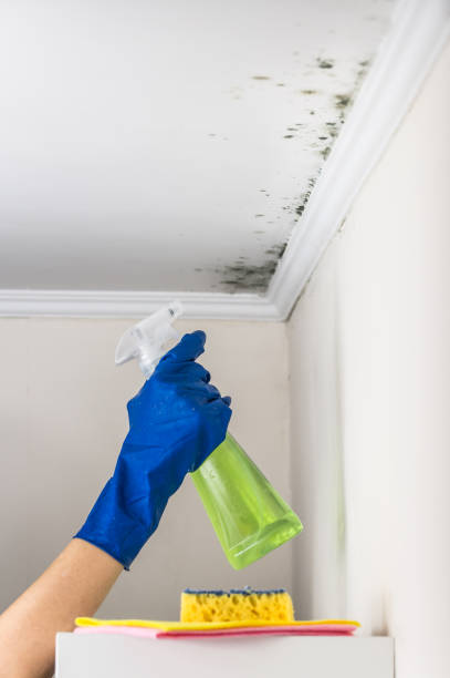 Best Commercial Mold Remediation in Pearland, TX