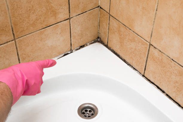Best Mold Remediation for Specific Building Types in Pearland, TX